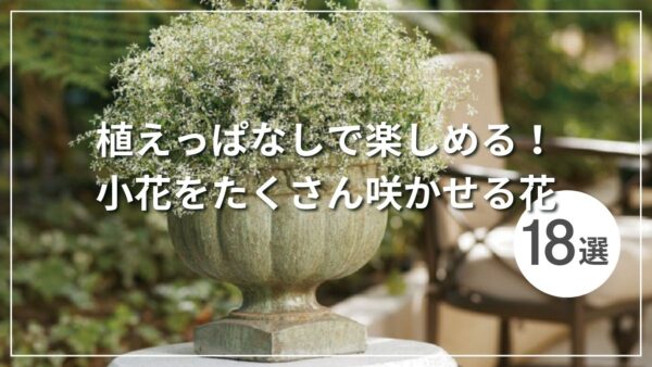 植えっぱなしで楽しめる！小花をたくさん咲かせる花18選