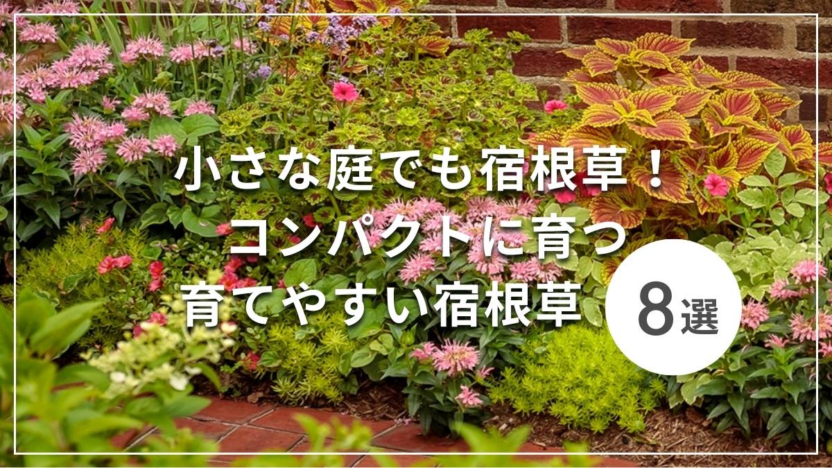 小さな庭でも宿根草コンパクトに育つ育てやすい宿根草