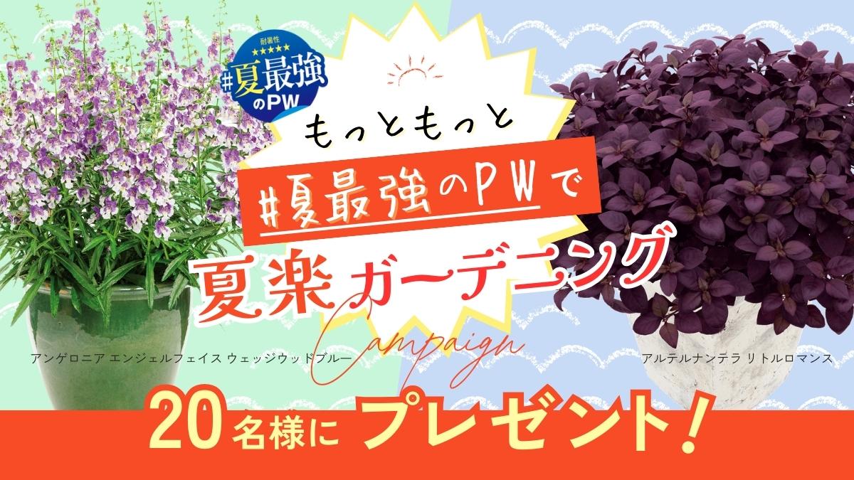 夏最強のPW