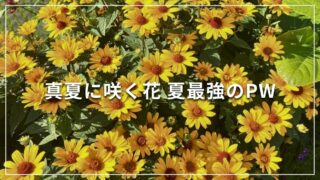 真夏に咲く花 夏最強のPW