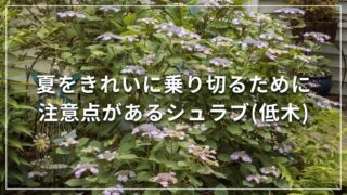 夏をきれいに乗り切るために注意点があるシュラブ(低木)