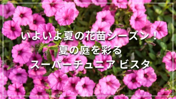 いよいよ夏の花苗シーズン！夏の庭を彩るスーパーチュニア ビスタ