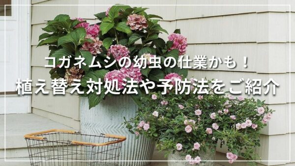 コガネムシの幼虫の仕業かも！植え替え対処法や予防法をご紹介