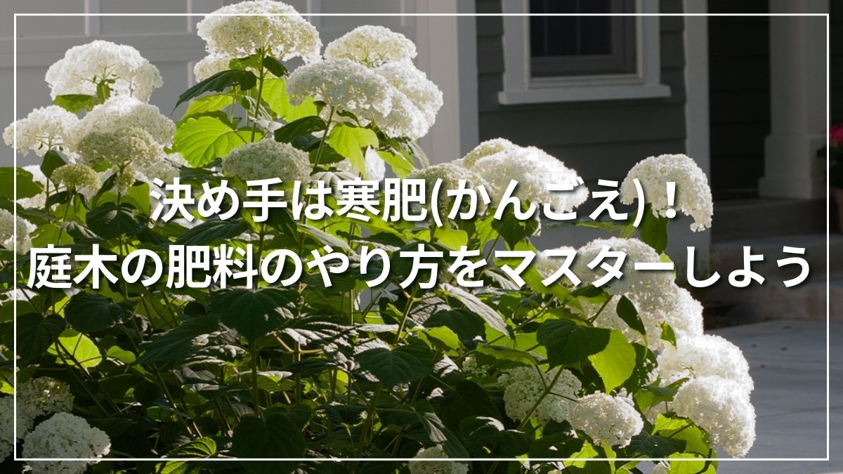 アナベル アジサイ（紫陽花）