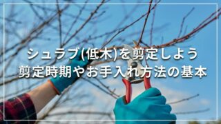 シュラブ(低木)を剪定しよう 剪定時期やお手入れ方法の基本