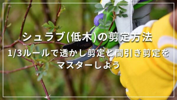 シュラブ(低木)の剪定方法 1/3ルールで透かし剪定と間引き剪定をマスターしよう