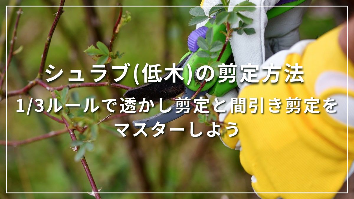 庭木の剪定　透かし剪定間引き剪定