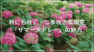 秋にも咲く！二季咲き紫陽花(アジサイ) 「サマーメドレー」の魅力