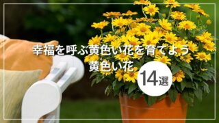 黄色の花14選！幸福を呼ぶ黄色い花を育てよう