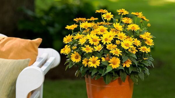 黄色の花14選！幸福を呼ぶ黄色い花を育てよう