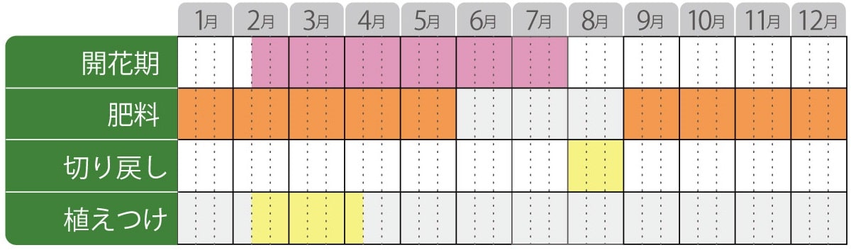 オステオスペルマムの栽培カレンダー