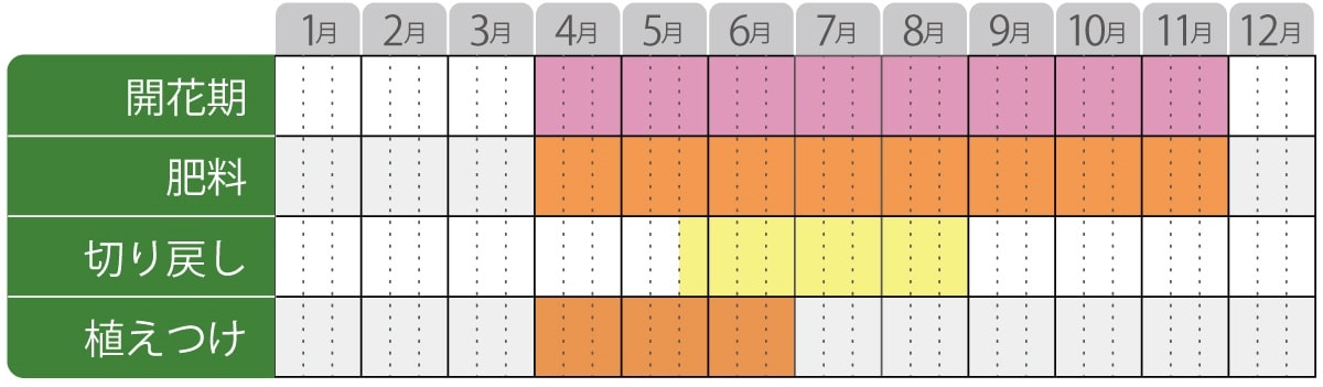 スーパートレニアカタリーナ栽培カレンダー