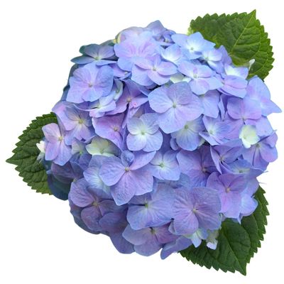 アジサイサマーメドレーペールシャボン