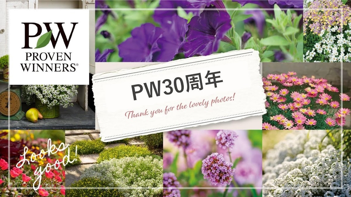 PW30周年記念動画