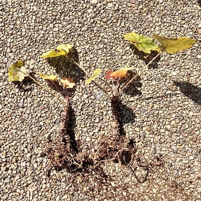ヒューケラドルチェ ワサビ茎が伸びた時の対処法