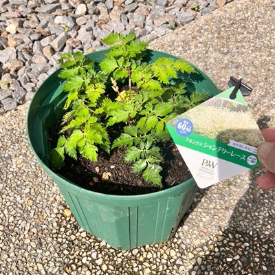 アルンクスシャンテリーレース植えつけ
