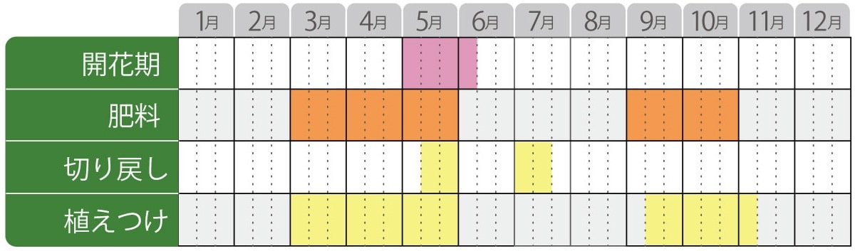 アルンクスシャンテリーレースの栽培カレンダー