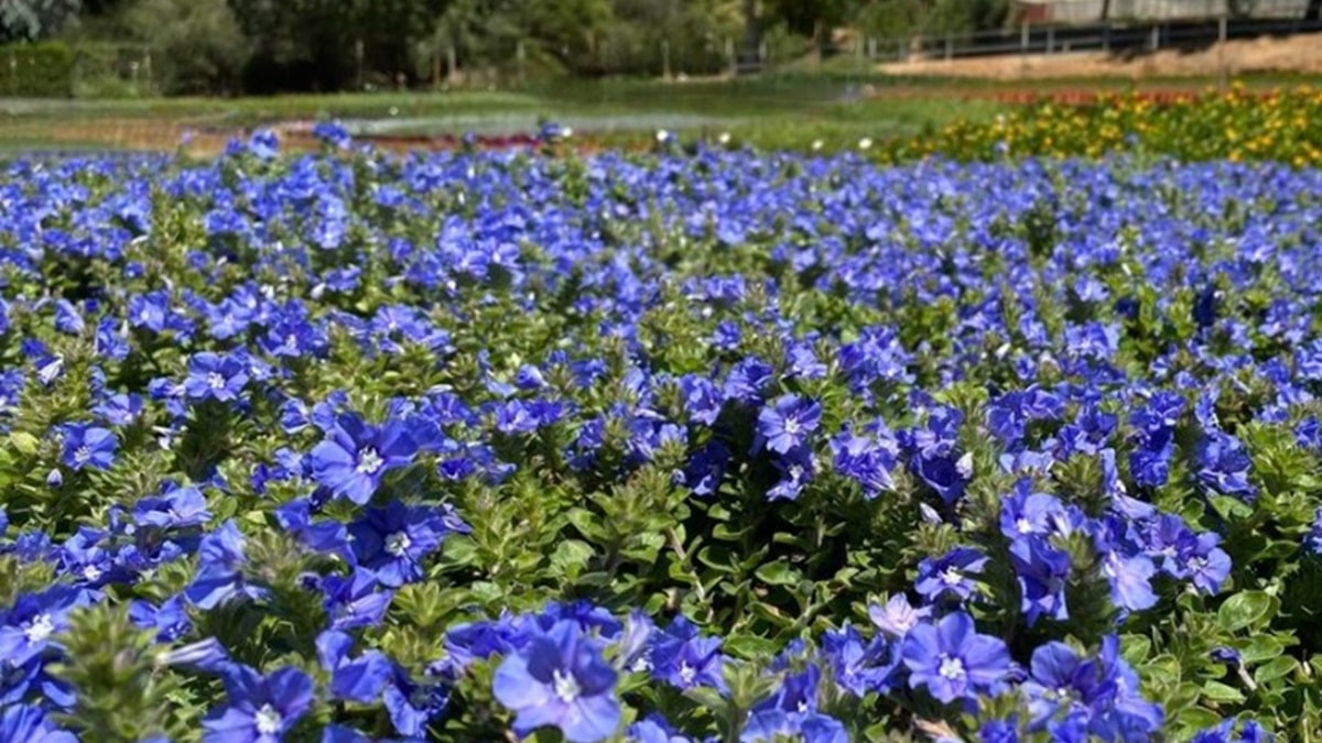 エボルブルス ブルーマイマインド | PROVEN WINNERS (PW)【植物の国際