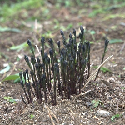 アムソニアストームクラウドの芽吹き