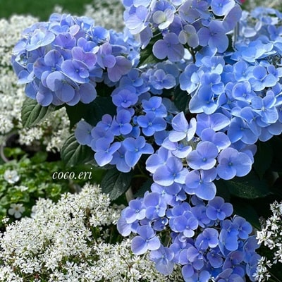 ラグランジアクリスタルヴェールブルーの花