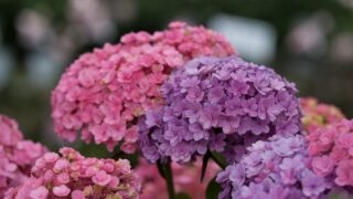 鮮やかに！紫陽花(アジサイ)の花色の変え方 花色と土壌の関係