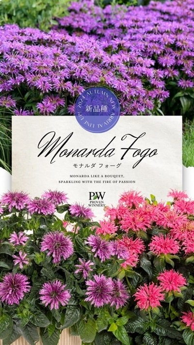 モナルダ フォーグ | PROVEN WINNERS (PW)【植物の国際ブランド】 花苗｜シュラブ(低木)｜ペレニアル（宿根草・多年草）｜多肉植物