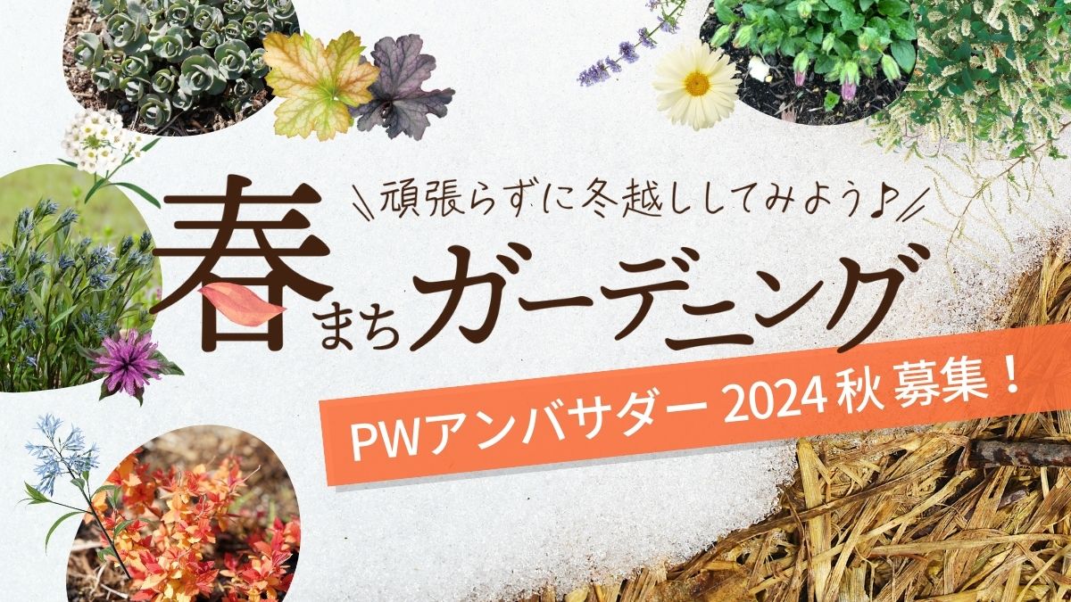 PWアンバサダー2024秋