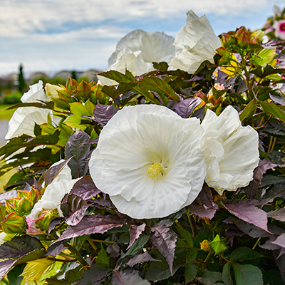 ハイビスカス サマリフィック | PROVEN WINNERS (PW)【植物の国際