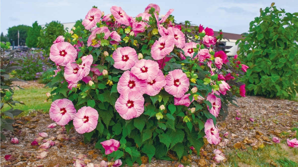 ハイビスカス様 ハイビスカス サマリフィック | PROVEN WINNERS (PW)【植物の