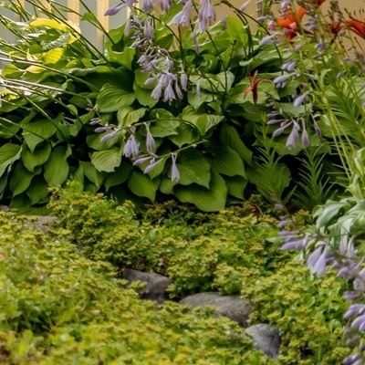 ナチュラルガーデンに植えたい宿根草