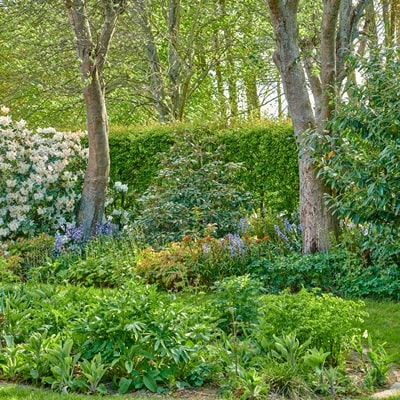 ナチュラルガーデンに植えたい宿根草