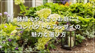 鉢植えや小さいお庭に！コンパクトなアジサイの魅力と選び方