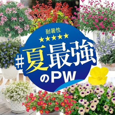 夏最強のPW