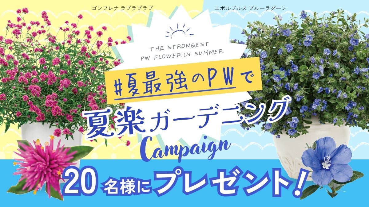 夏最強のPWで夏楽キャンペーン