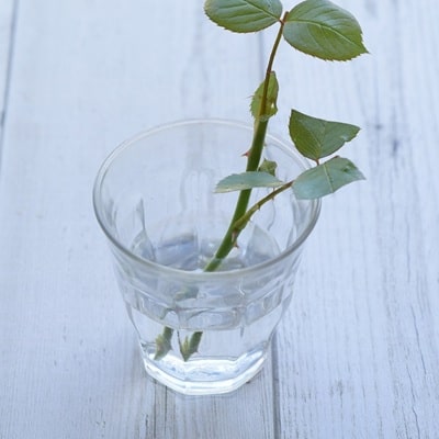 挿し芽挿し木入門