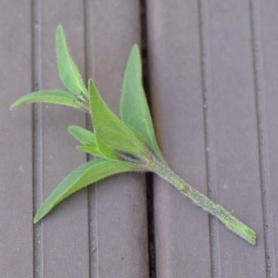 挿し芽挿し木入門