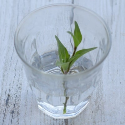 挿し芽挿し木入門
