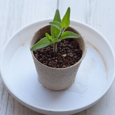挿し芽挿し木入門