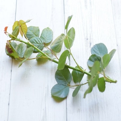 挿し芽挿し木入門