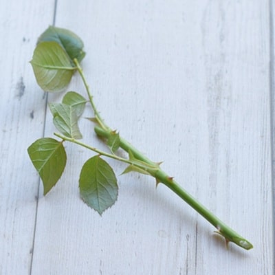 挿し芽挿し木入門
