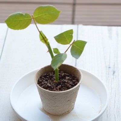 挿し芽挿し木入門