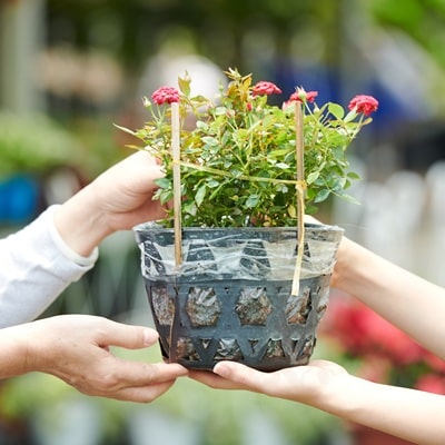 挿し芽挿し木入門