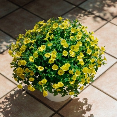 挿し芽挿し木入門