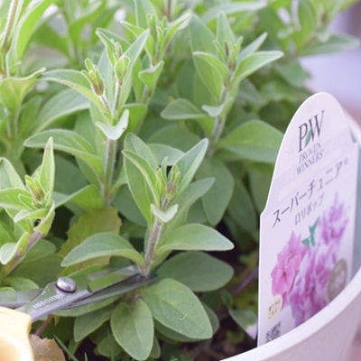 挿し芽挿し木入門