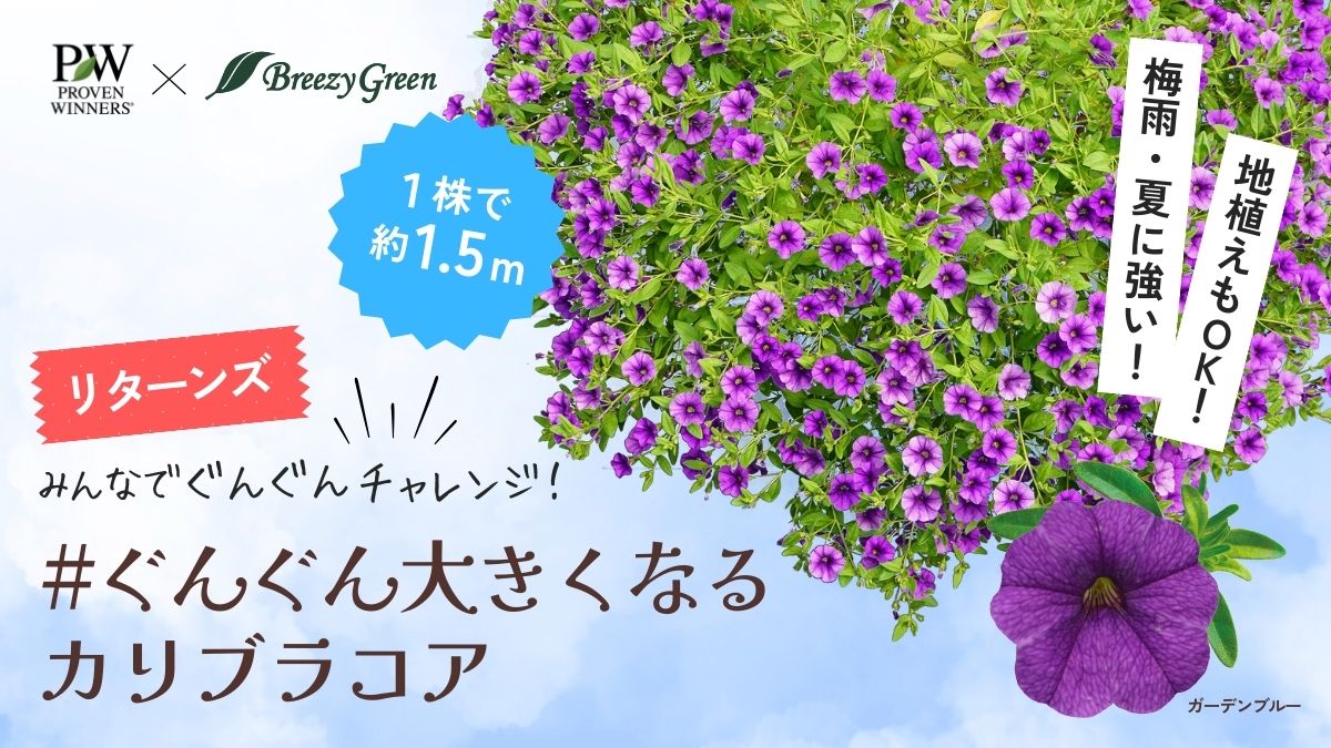 ぐんぐん大きくなるカリブラコア