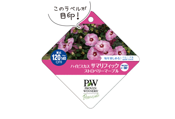 ハイビスカス サマリフィックラベル