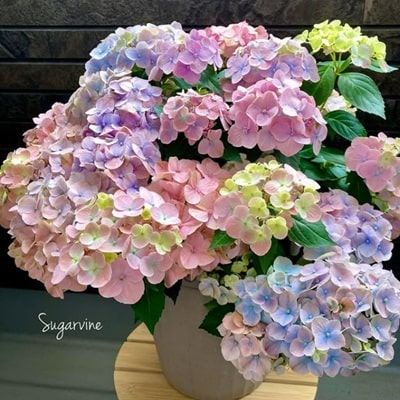 ラグランジアオーロランジュ