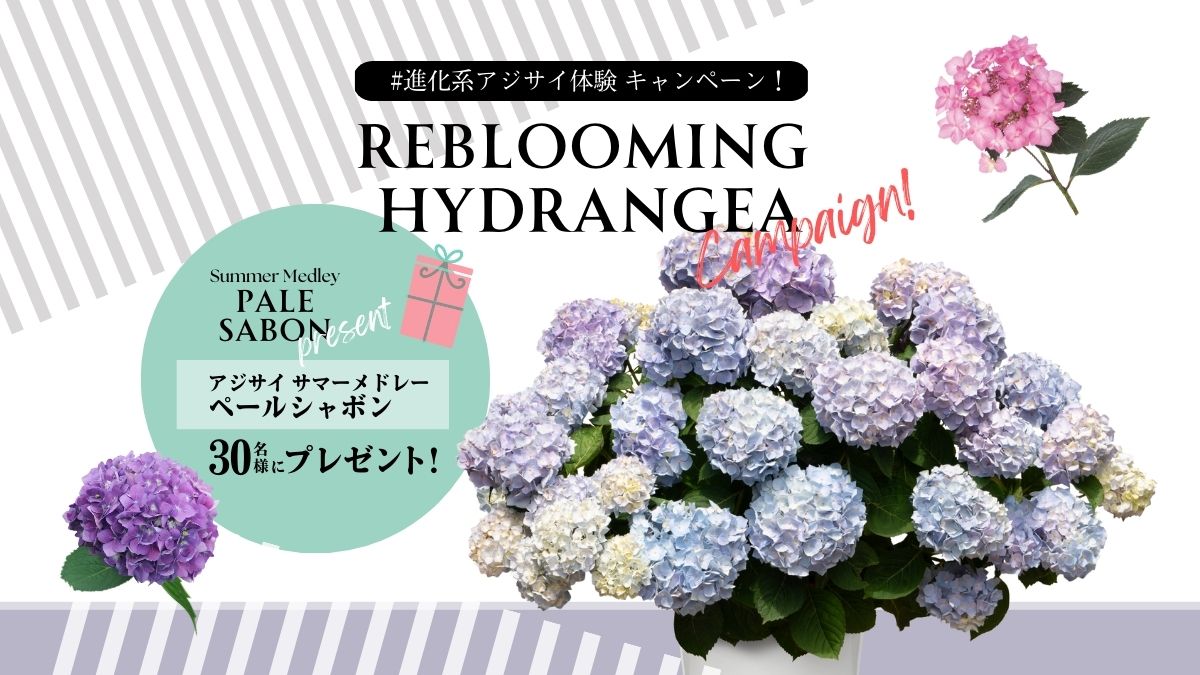 進化系アジサイ体験キャンペーン!