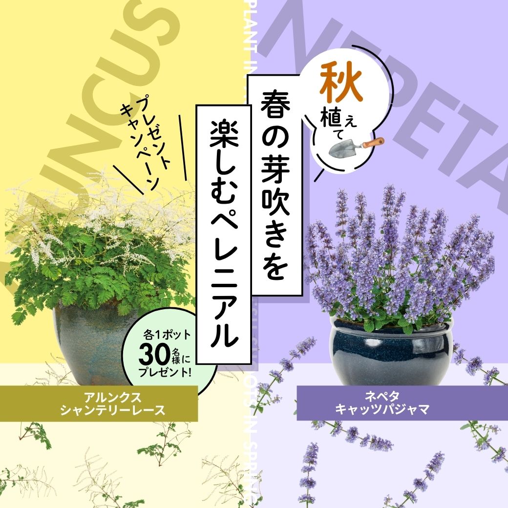 秋植えて春の芽吹きを楽しむペレニアル