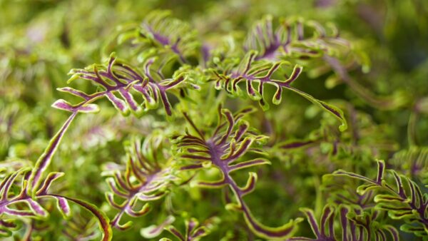 コリウス ライムエッジの育て方